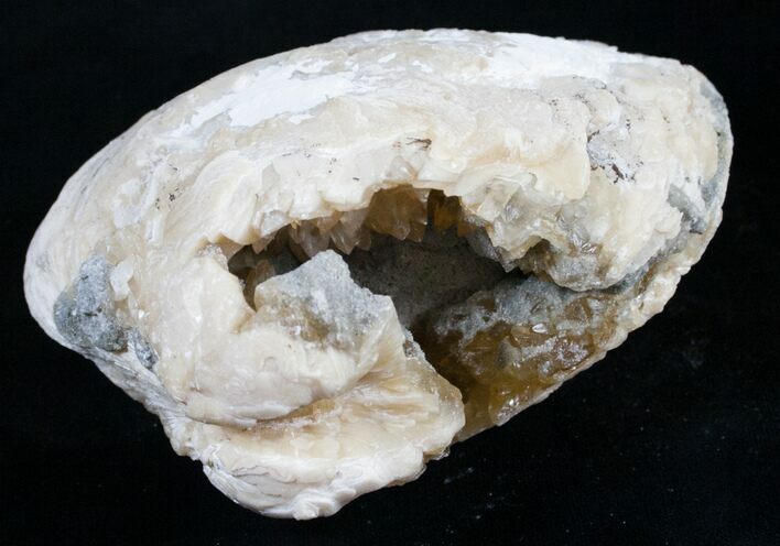 Golden Calcite Crystal Clam Fossil #6555